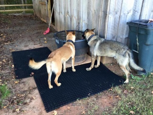 two cute puppies drinking out of a bucket on top of rubber mats