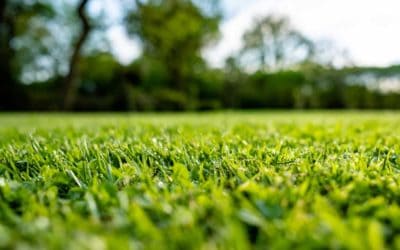 Lawn Improvement Ideas For Maximizing Your Time at Home