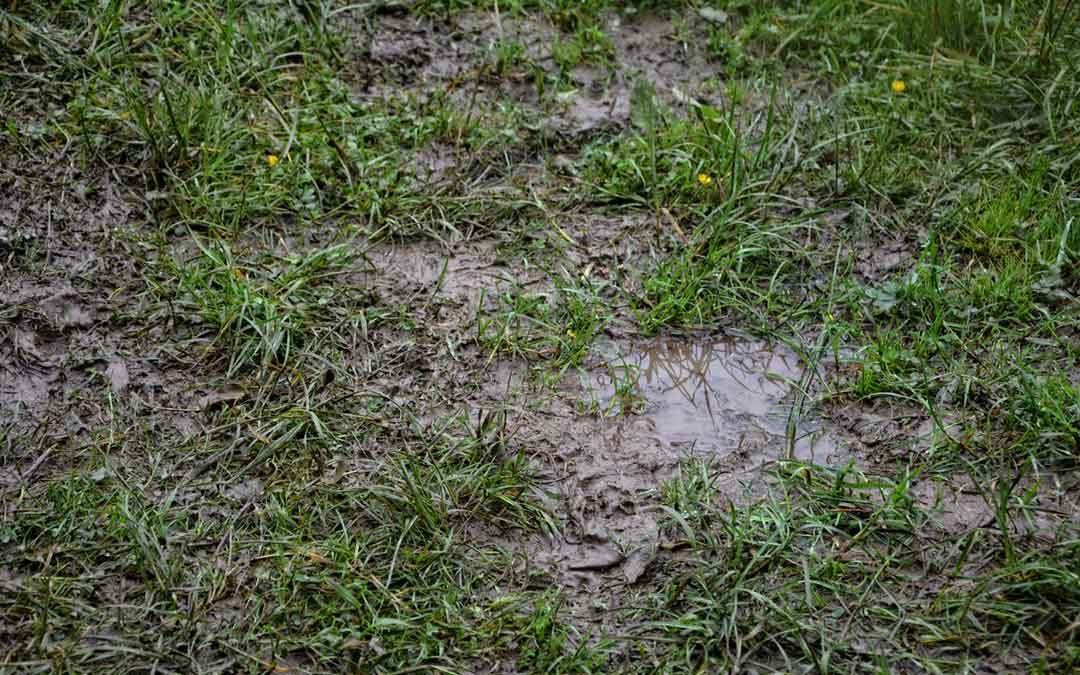 section of grass that is wet and muddy