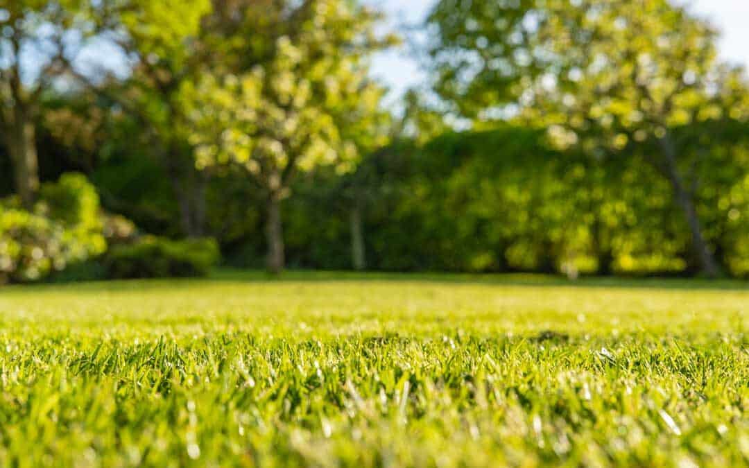 grass-level view of a beautiful lawn