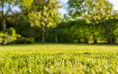 Worry Less About Your Lawn