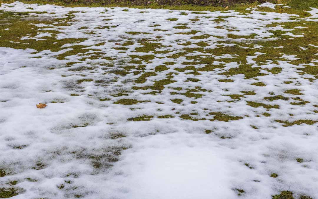 snow and ice sitting on green grass in a backyard