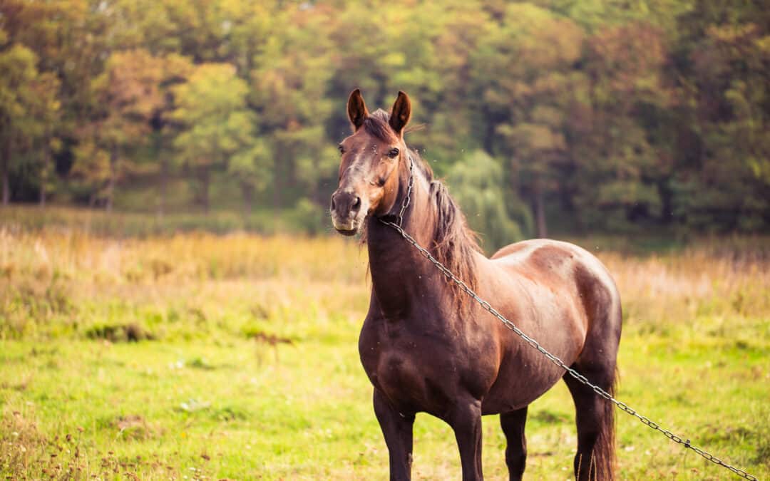 Brown horse in a mud free field