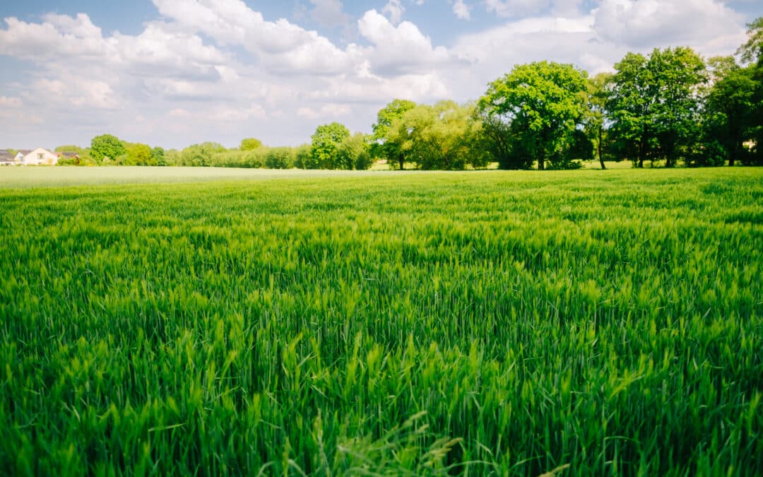 Field of healthy grass