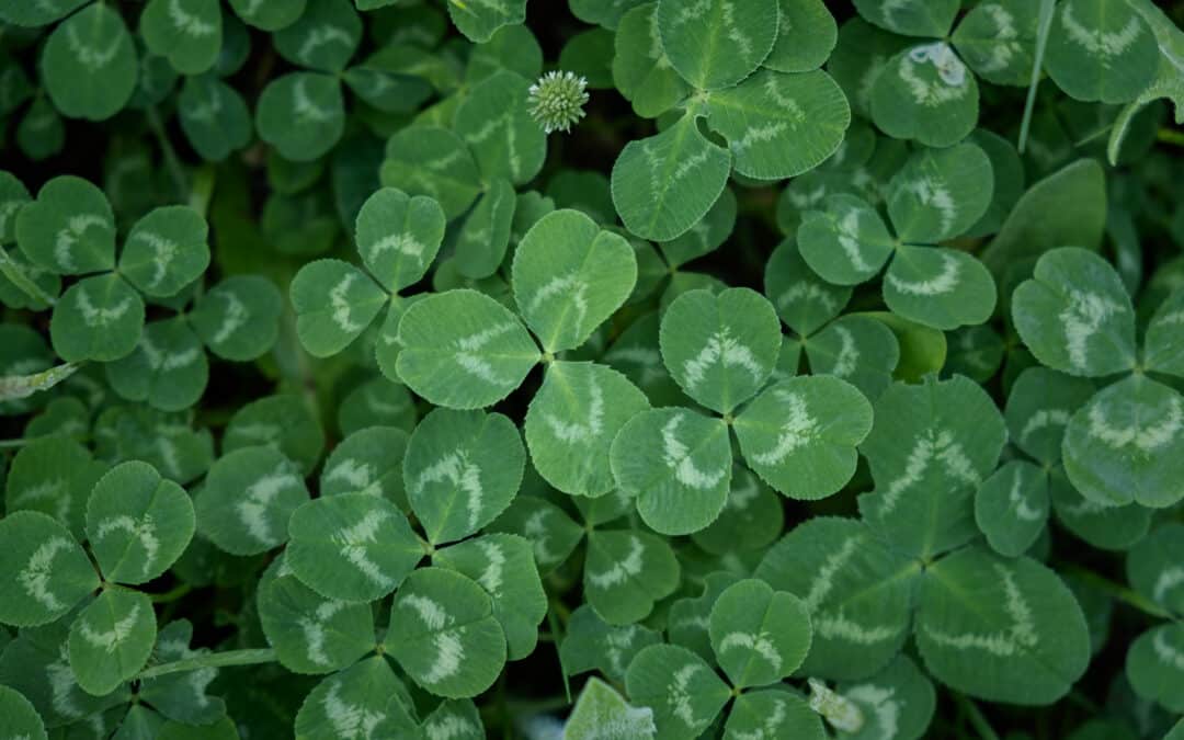 close up section of a clover lawn