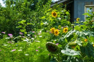 wildflowers growing in the yard of a home