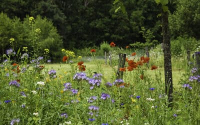 How to Create an Eco-Friendly Garden